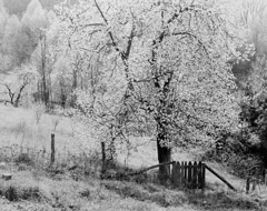 Tim Barnwell  -  Apple Trees in Bloom, Willow Creek, Big Sandy Mush, Buncombe County, NC, 1983 / Silver Gelatin Print  -  16 x 20