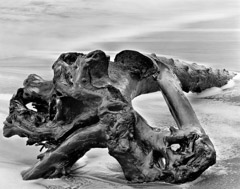 Wynn Bullock  -  Driftwood, 1951 / Pigment Print  -  Available in multiple sizes