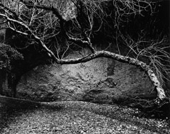 Edna Bullock  -  Tree and Wall West Pinnacles 1985 / Pigment Print  -  available in multiple sizes