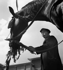Mario DiGirolamo  -  A Man And His Horse, Rome Italy, 1957 / Silver Gelatin Print  -  Available in multiple sizes