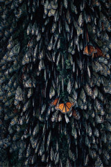Peter Essick  -  Monarch Butterflies, Mexico / Pigment Print  -  available in multiple sizes