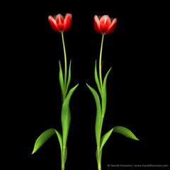 Harold Feinstein  -  Two Tulip Stems / Pigment Print  -  available in multiple sizes