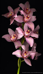 Harold Feinstein  -  Cymbidium Orchids / Pigment Print  -  available in multiple sizes