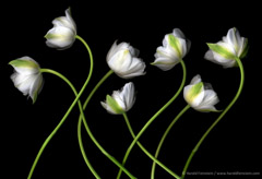 Harold Feinstein  -  Seven White Parrot Tulips / Pigment Print  -  available in multiple sizes