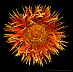 Harold Feinstein  -  Flame Spider Mum / Pigment Print  -  available in multiple sizes
