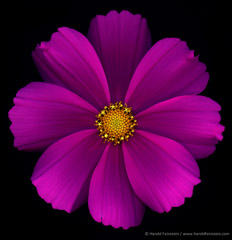 Harold Feinstein  -  Magenta Cosmos / Pigment Print  -  available in multiple sizes