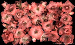 Harold Feinstein  -  Pink Azaleas / Pigment Print  -  available in multiple sizes
