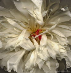 Harold Feinstein  -  White Peony / Pigment Print  -  available in multiple sizes