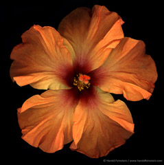 Harold Feinstein  -  Orange Chinese Hibiscus / Pigment Print  -  available in multiple sizes