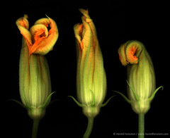 Harold Feinstein  -  Three Squash Blossoms / Pigment Print  -  available in multiple sizes