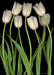 Harold Feinstein  -  Seven White Tulips / Pigment Print  -  available in multiple sizes