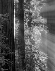Philip Hyde  -  Avenue Of The Giants, Humboldt Redwoods State Park, California, 1964 / Pigment Print  -  20 x 16