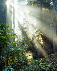 Philip Hyde  -  Sun Through Giant Forest, Del Norte Coast Redwoods State Park, California, 1978 / Pigment Print  -  19 x 15 (28 x 22 matt)