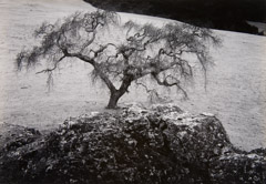 Pirkle Jones  -  Oak Tree and Rock, Black Hawk Ranch, 1954 / Silver Gelatin Print  -  11 x 14
