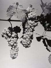 Pirkle Jones  -  Grape Clusters, 1958 / Silver Gelatin Print  -  28x20