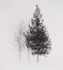 Michael Kenna  -  Tree Portrait #4, Wakoto Hokkaldo, Japan, 02/03 - 11/45 / Silver Gelatin Print  -  8 x 7.5