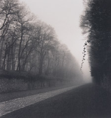 Michael Kenna  -  Suspended Vine, Marly France, 95/97 - 22/45 / Silver Gelatin Print  -  8x8.5