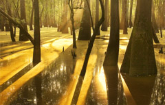 Diane Kirkland  -  Moody Swamp / Pigment Print  -  Available in Multiple Sizes