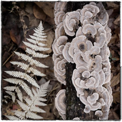 Diane Kirkland  -  Fungus and Fern / Pigment Print  -  Available in Multiple Sizes