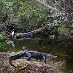 Diane Kirkland  -  Gator and Egret / Pigment Print  -  Available in Multiple Sizes