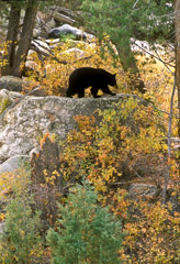 Tom Murphy  -  Black Bear on Rock / Color Pigment Print  -  Available in multiple sizes