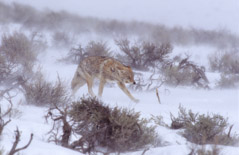 Tom Murphy  -  Coyote in Ground Blizzard / Color Pigment Print  -  Available in multiple sizes
