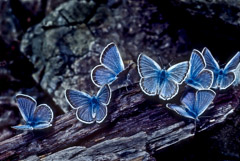 Tom Murphy  -  Royal Blue Butterflies / Color Pigment Print  -  Available in multiple sizes
