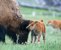 Tom Murphy  -  Bison Calf and Cow Playing / Color Pigment Print  -  Available in multiple sizes