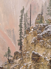 Tom Murphy  -  Pine Tree, Grand Canyon of the Yellowstone / Color Pigment Print  -  Available in multiple sizes