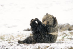 Tom Murphy  -  Grizzly  Sow Playing with her Toes / Color Pigment Print  -  Available in multiple sizes