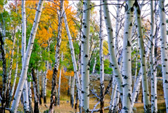 Tom Murphy  -  Aspen Trunks / Color Pigment Print  -  Available in multiple sizes