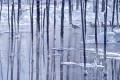 Tom Murphy  -  Canada Geese and Bobby Sox Trees / Color Pigment Print  -  Available in multiple sizes