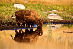 Tom Murphy  -  Bison Cow and Calf Reflection / Color Pigment Print  -  Available in multiple sizes