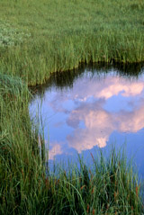 Tom Murphy  -  Reflected Clouds / Color Pigment Print  -  Available in multiple sizes