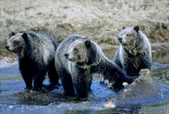 Tom Murphy  -  Grizzly Sow & Cubs on Carcass in Obsidian Creek / Color Pigment Print  -  Available in multiple sizes