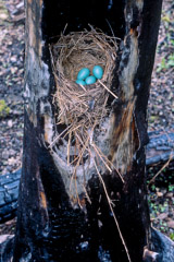 Tom Murphy  -  Robin Eggs in Burned Tree / Color Pigment Print  -  Available in multiple sizes