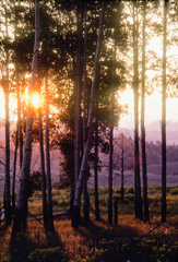 Tom Murphy  -  Sunset, Aspens near Crystal Creek / Color Pigment Print  -  Available in multiple sizes