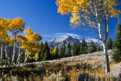 Tom Murphy  -  Electric Peak and Aspens / Color Pigment Print  -  Available in multiple sizes