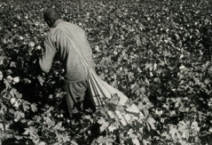 Rondal Partridge  -  Picking Cotton, Circa, 1937 /   -  6.5 x 9.5