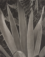 Paul Strand  -  Wild Iris, Maine, 1927 / Photogravure  -  7.5 x 9.5