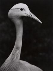 Wolf Suschitzky  -  Stork / Silver Gelatin Print  -  15 x 11.25