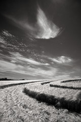Cara Weston  -  Crop Circle, England / Pigment Print  -  Available in Multiple Sizes
