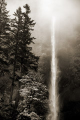 Cara Weston  -  Trees and Waterfall, 2013 / Pigment Print  -  Available in Multiple Sizes