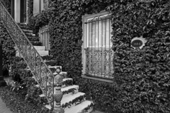 Tim Barnwell  -  2425, Other Kehoe House, 1884, stairway and ivy, Columbia Square, Savannah, GA /   -  