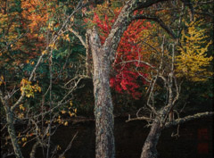 Robert Glenn Ketchum  -  Old Tree in Autumn Forest, 2004 / Chromogenic Print  -  14.5 x 20