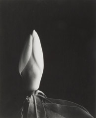Imogen Cunningham  -  Magnolia Bud, 1920s (uncropped) / Silver Gelatin Print  -  9.25 x 7.25 - IC227