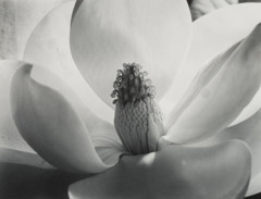 Imogen Cunningham  -  Magnolia Blossom, 1925 / Silver Gelatin Print  -  13 x 10.5