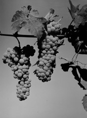 Pirkle Jones  -  Grape clusters / Silver Gelatin Print  -  28 x 20 (34x26 Mat)