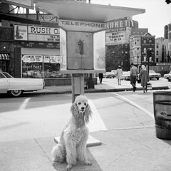 Vivian Maier  -  1960's, Chicago Il, (dog phone) / Silver Gelatin Print  -  12 x 12 (on 16x20 paper)