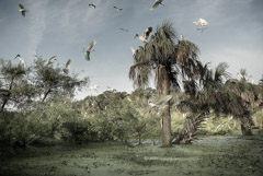 Diane Kirkland  -  Ossabaw Island, Rookery / Pigment Print  -  Available in Multiple Sizes